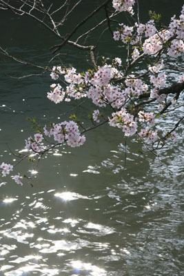 長岡の桜（福島江）水辺で撮りました。