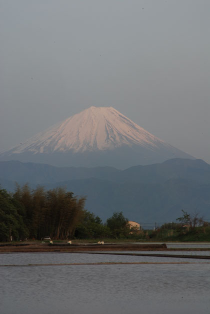 田んぼと富士山