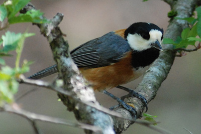 野鳥君