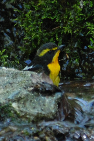 野鳥君