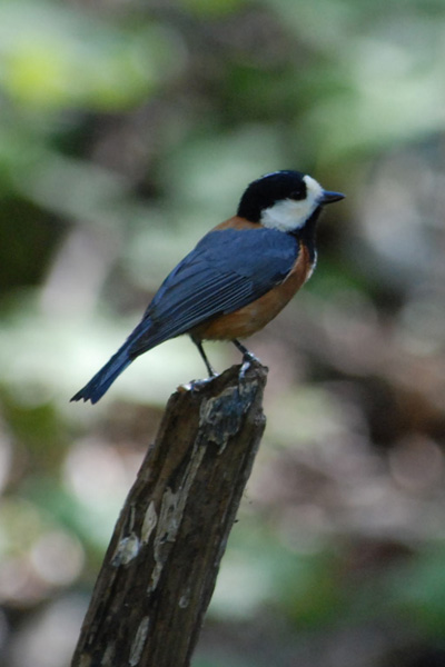 野鳥君