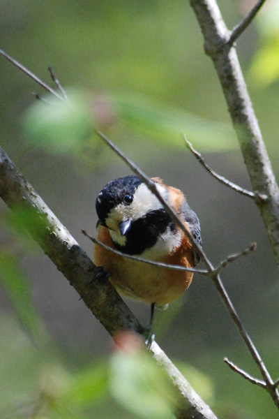 野鳥君