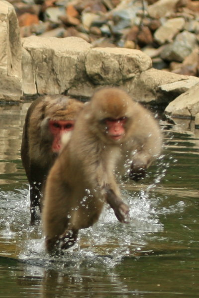 お猿のジャンプ