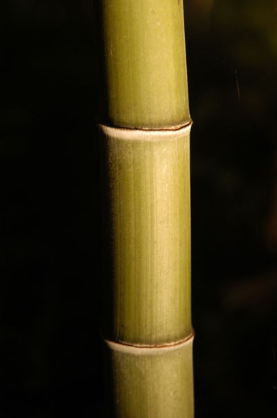 DSC_0136.JPG