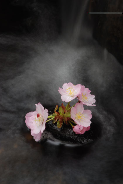 水の流れと桜