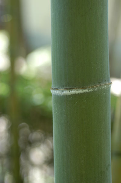 DSC_0868.JPG