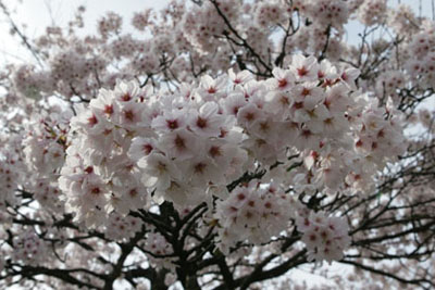 近所の桜