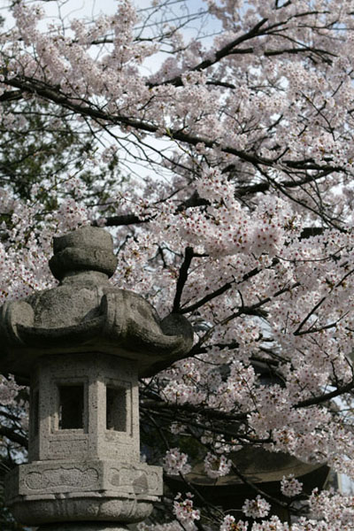 近所の桜