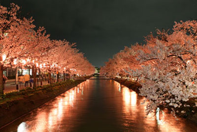 福島江の桜